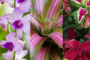 මල් වගාව