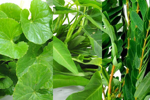 පළා වර්ග