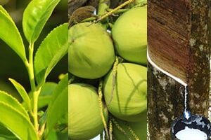 වැවිලි බෝග